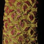 Sclerosperma mannii Blüte