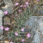 Dianthus subacaulis Blatt