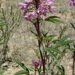 Cleomella serrulata Flower