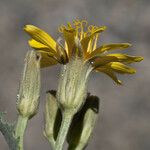 Crepis occidentalis 花