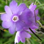 Primula glutinosa Blomst