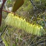 Cunonia macrophylla Λουλούδι