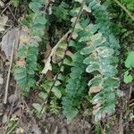 Asplenium platyneuron Leaf