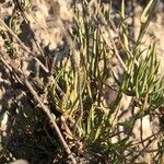 Bupleurum rigidum Leaf