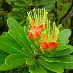 Xanthostemon aurantiacus Flower