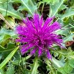 Cirsium acauleKwiat