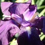 Iris germanica Kvet