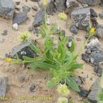 Calendula tripterocarpa Hábito