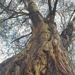 Vachellia xanthophloea Bark