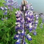 Lupinus nootkatensis Цвят