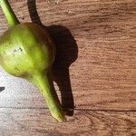 Crinum viviparum Fruit