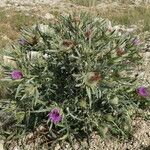 Cirsium richterianum Habit