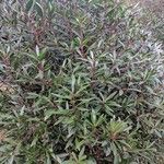 Tasmannia lanceolata Plante entière
