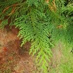 × Hesperotropsis leylandii Leaf