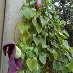 Aristolochia elegans List