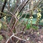 Stachyurus praecoxVirág