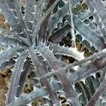 Dyckia goehringii