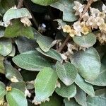 Elaeagnus macrophylla 葉