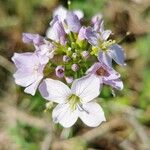Cardamine pratensis Λουλούδι