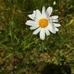 Leucanthemum ircutianumᱵᱟᱦᱟ