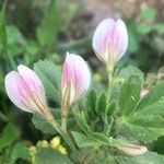 Ononis biflora Kvet