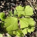 Anemone virginiana Leaf