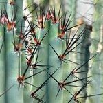 Cereus aethiops Other
