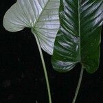 Philodendron jodavisianum Other