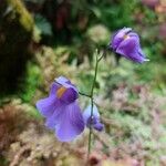 Utricularia longifolia Flor