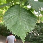 Ulmus laevis পাতা