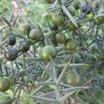 Asparagus horridus Fruit