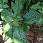 Pachystachys coccinea Feuille