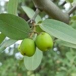 Ziziphus mistol Fruto