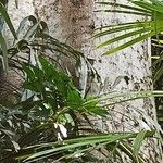 Parkia timoriana പുറംതൊലി