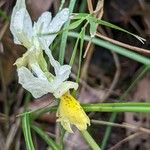 Orchis pauciflora Blomma