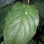 Piper dilatatum Leaf