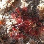 Drosera capillaris Flower