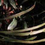 Haplopteris guineensis Leaf