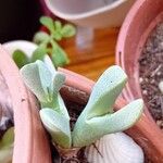 Cheiridopsis denticulata Hoja