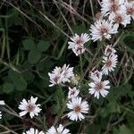 Tripolium pannonicum 花