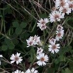 Tripolium pannonicum Flower