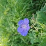 Geranium pratenseCvet