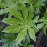 Fatsia japonicaList