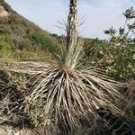 Hesperoyucca whipplei ᱥᱟᱠᱟᱢ