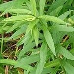 Solidago canadensis Leaf