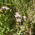 Centaurium erythraea Flors