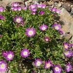 Delosperma sutherlandii Lorea