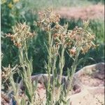 Hesperis laciniata 花