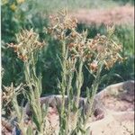 Hesperis laciniata Fleur