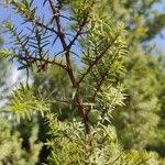 Juniperus macrocarpa Blad